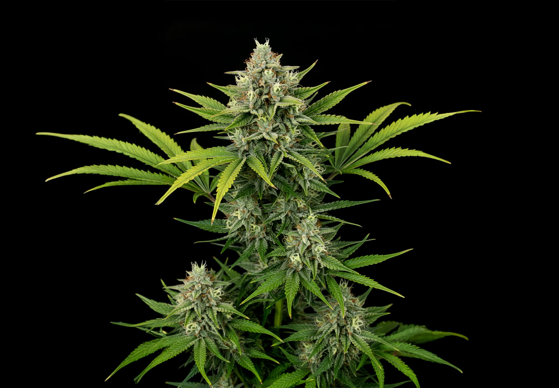 Amnesia XXL Auto