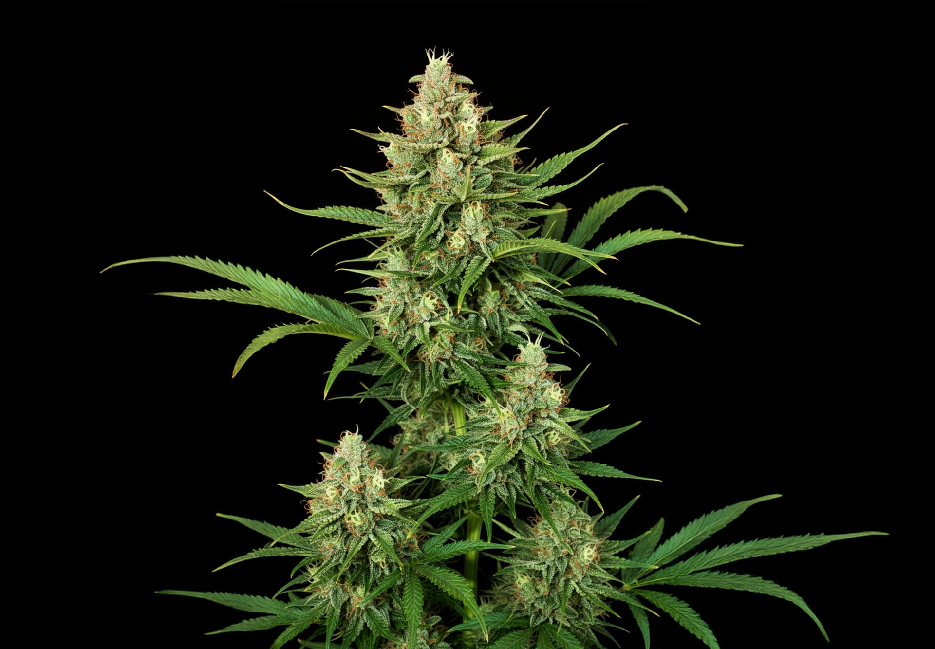 Amnesia XXL Auto