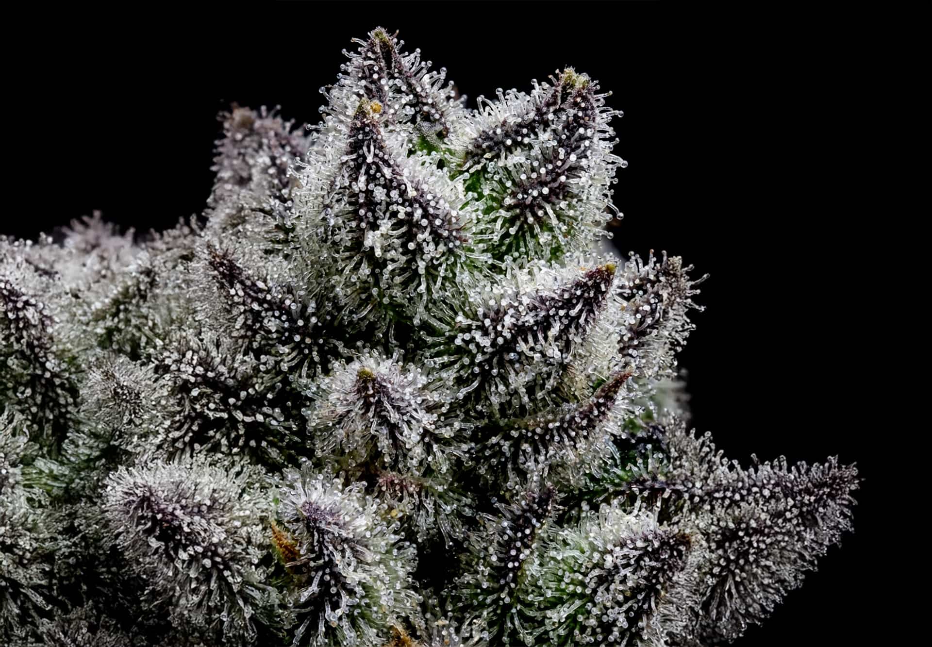 Critical Mass Auto