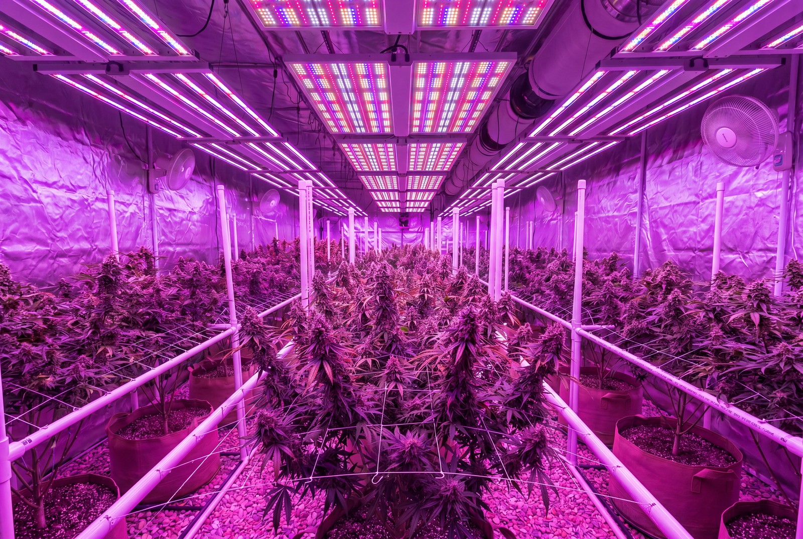 AUTOFLOWERING
SEEDS