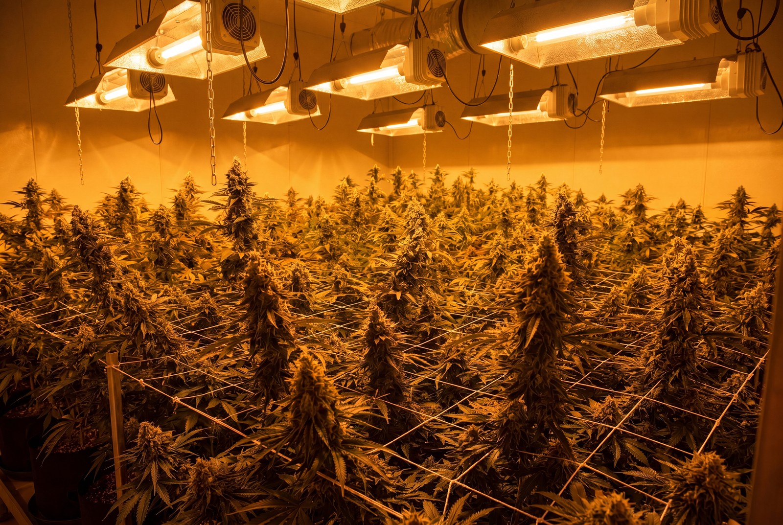 FEMINIZED SEEDS