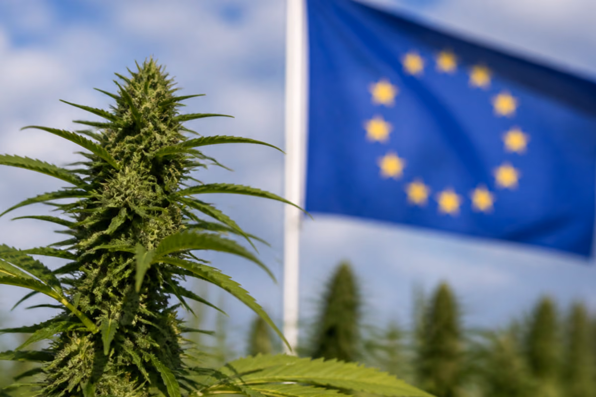 Flowering cannabis plant in the foreground with a European Union flag in the background