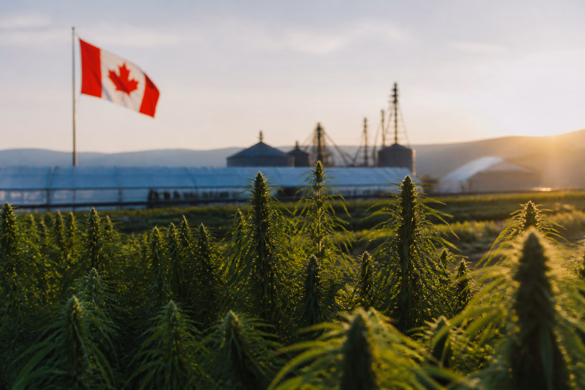 Cannabis plants in a field at sunset with a Canadian flag, greenhouses and grain silos in the background
