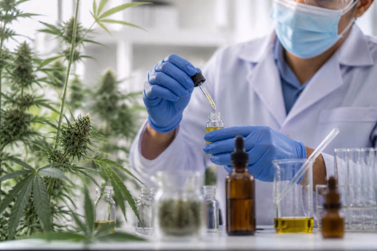Scientist in gloves filling a vial with cannabis oil using a dropper beside flowering cannabis plants in a lab