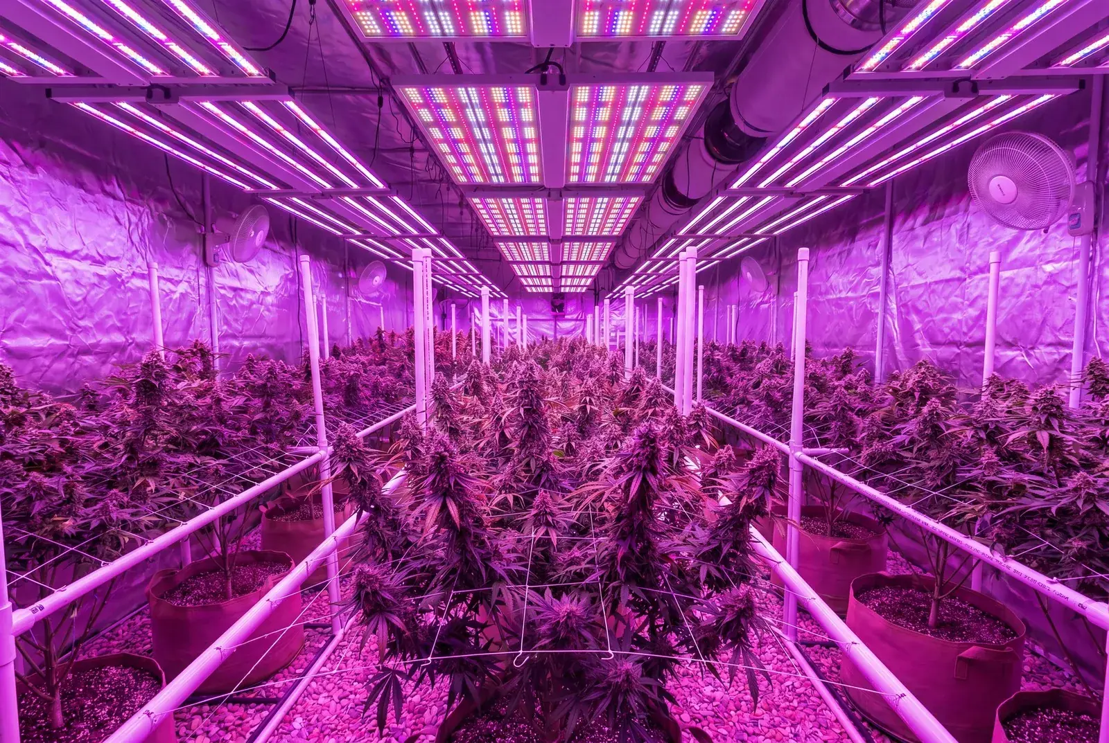 AUTOFLOWERING SEEDS